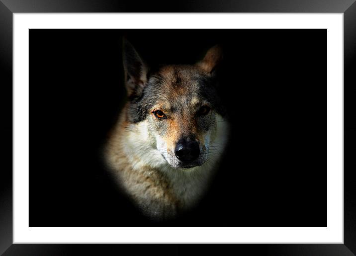  Wolfy. Amber Eyes   Framed Mounted Print by Jenny Rainbow