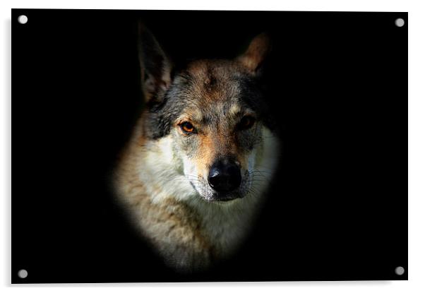  Wolfy. Amber Eyes   Acrylic by Jenny Rainbow