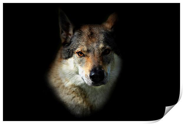  Wolfy. Amber Eyes   Print by Jenny Rainbow