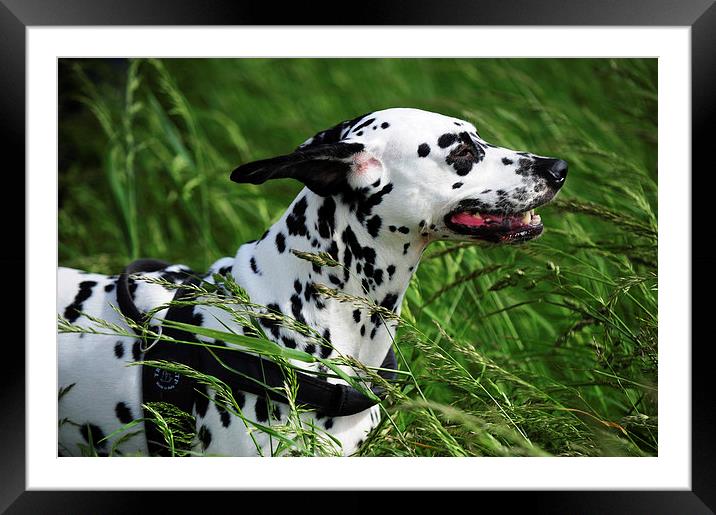  Enjoying the Wind. Kokkie. Dalmatian Dog  Framed Mounted Print by Jenny Rainbow