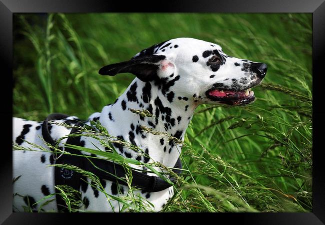  Enjoying the Wind. Kokkie. Dalmatian Dog  Framed Print by Jenny Rainbow