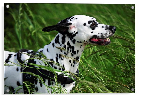  Enjoying the Wind. Kokkie. Dalmatian Dog  Acrylic by Jenny Rainbow
