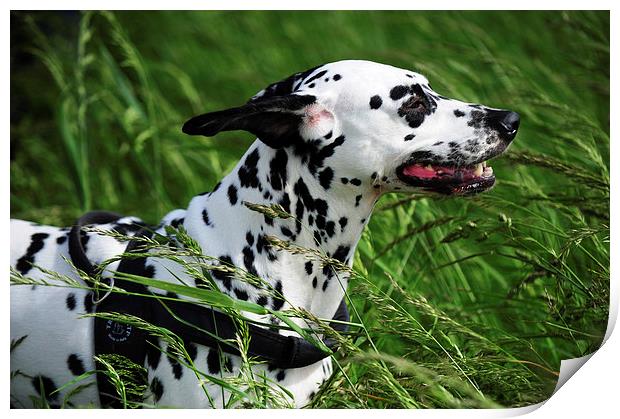  Enjoying the Wind. Kokkie. Dalmatian Dog  Print by Jenny Rainbow