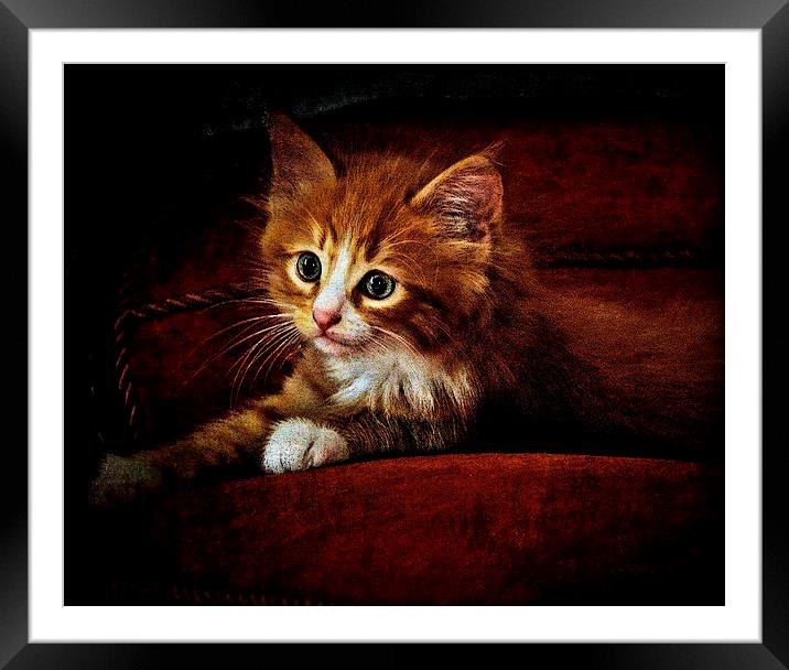 Sittin' kitten Framed Mounted Print by Alan Mattison