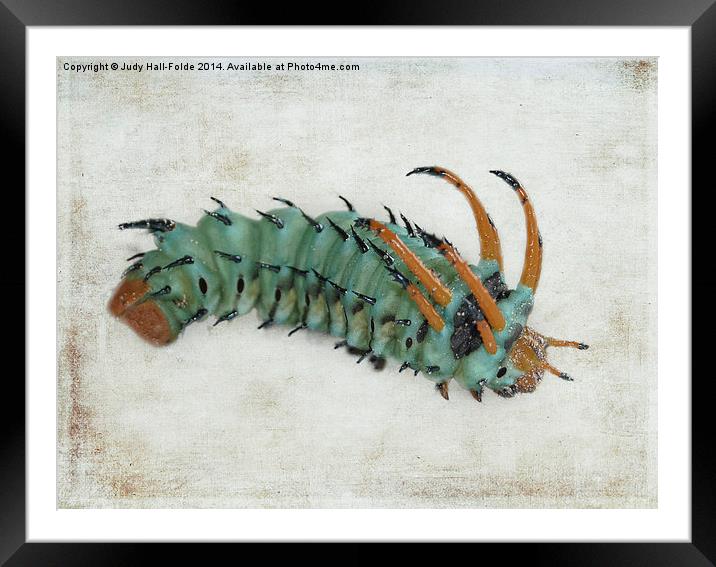  Hickory Horned Devil (Citheronia regalis) Framed Mounted Print by Judy Hall-Folde