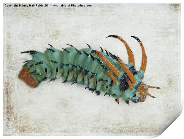  Hickory Horned Devil (Citheronia regalis) Print by Judy Hall-Folde