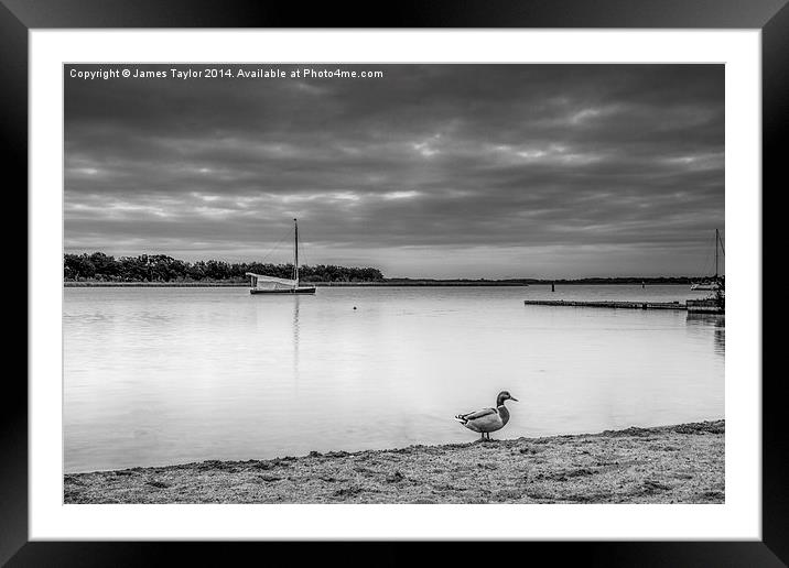  Lone Duck, Hickling Broad Framed Mounted Print by James Taylor