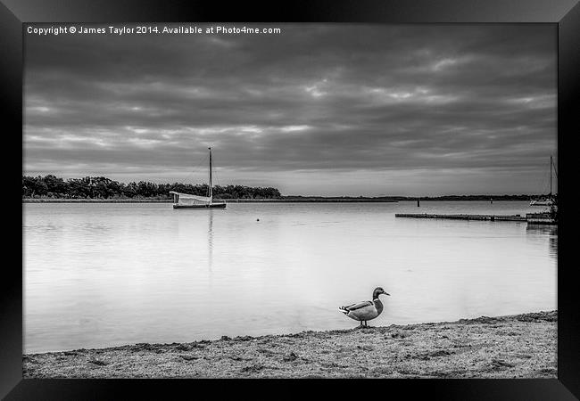  Lone Duck, Hickling Broad Framed Print by James Taylor