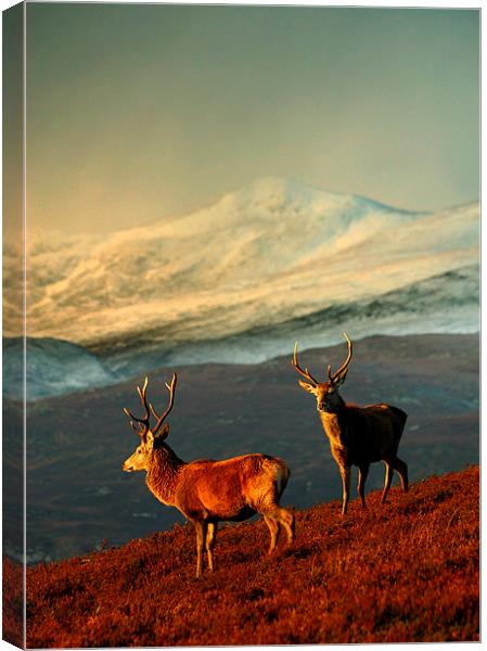  Red deer stags Canvas Print by Macrae Images
