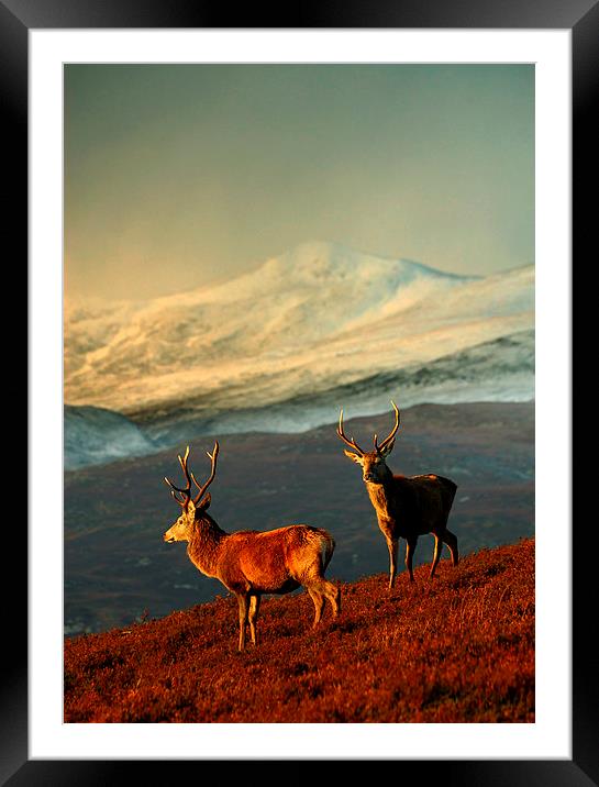  Red deer stags Framed Mounted Print by Macrae Images