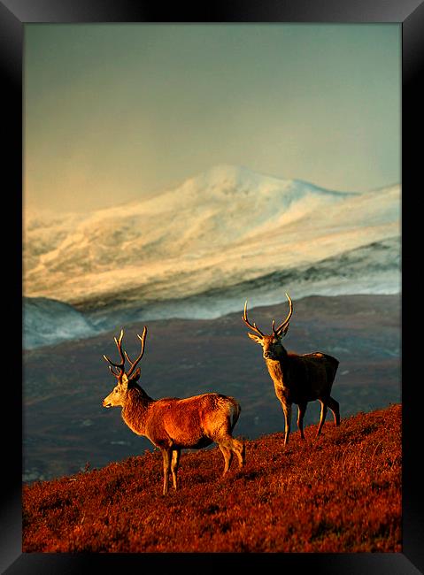  Red deer stags Framed Print by Macrae Images