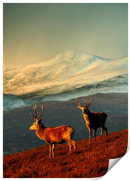  Red deer stags Print by Macrae Images