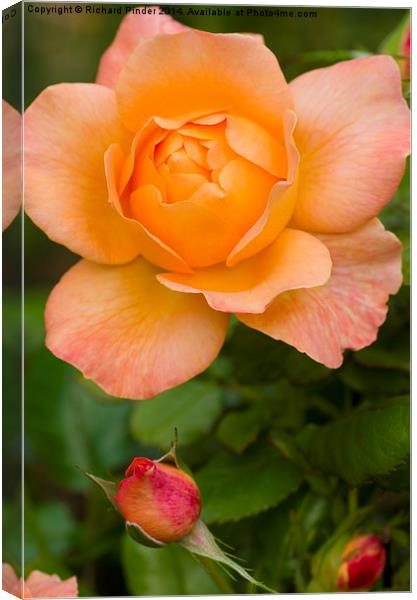  Yellow Peace Rose Canvas Print by Richard Pinder