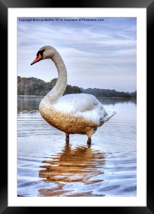  swan Framed Mounted Print by Doug McRae