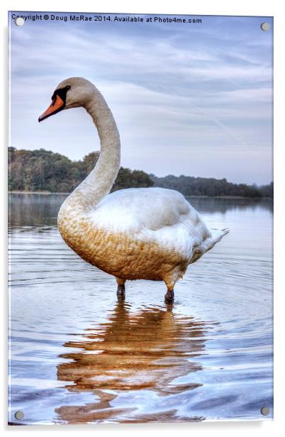 swan Acrylic by Doug McRae
