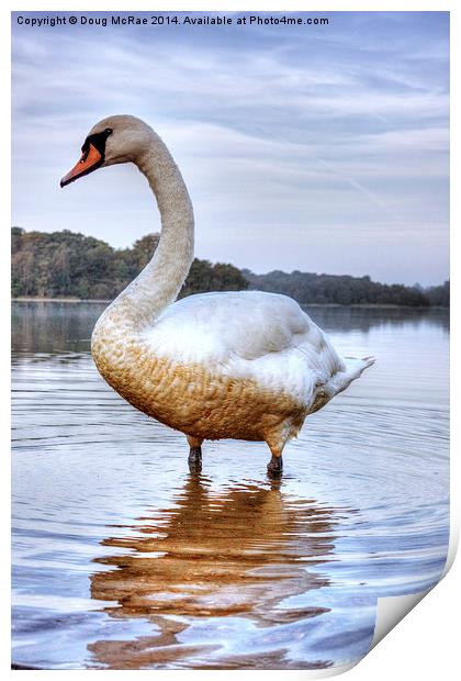  swan Print by Doug McRae