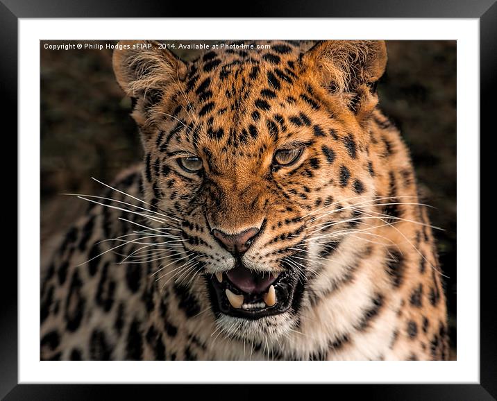  Amur Leopard Framed Mounted Print by Philip Hodges aFIAP ,