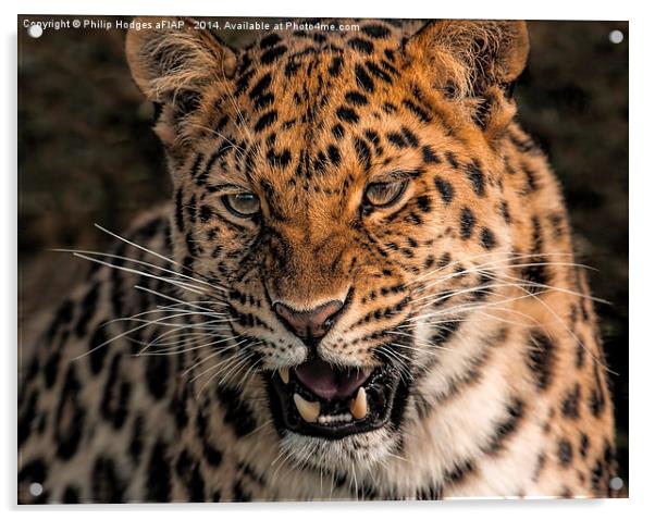 Amur Leopard Acrylic by Philip Hodges aFIAP ,