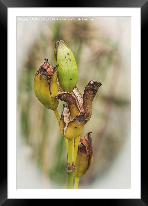  Bursting Out Framed Mounted Print by Brian Fry