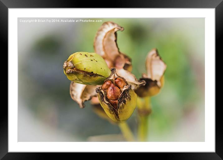  Seeds of Life Framed Mounted Print by Brian Fry