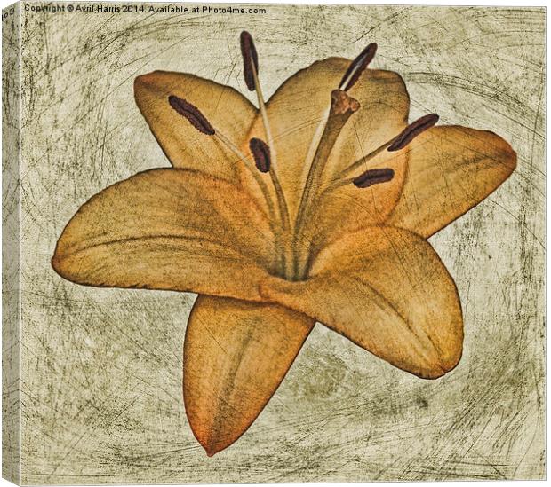  Textured lily Canvas Print by Avril Harris