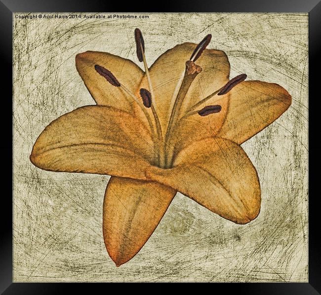  Textured lily Framed Print by Avril Harris