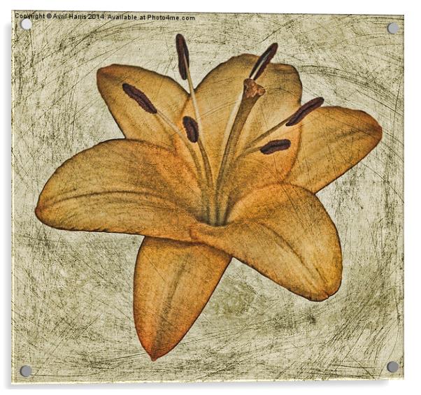  Textured lily Acrylic by Avril Harris