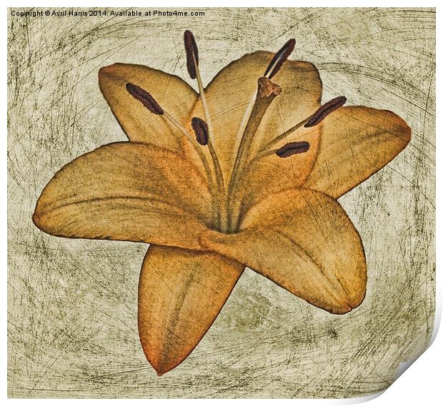  Textured lily Print by Avril Harris