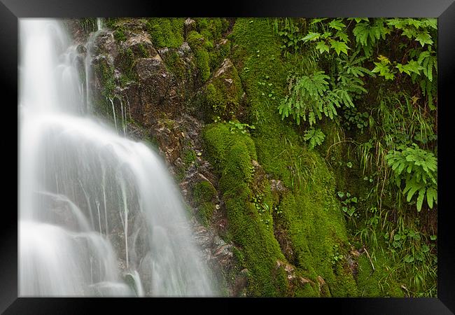 Mossy waterfall Framed Print by Thomas Schaeffer