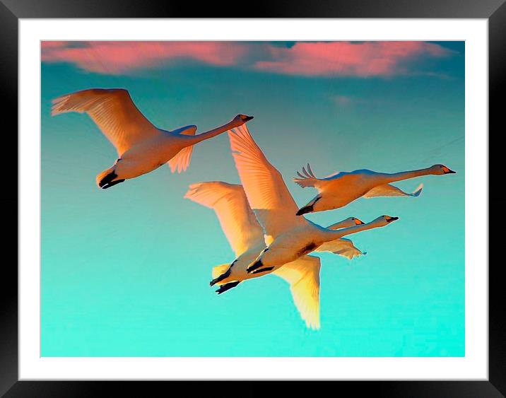  Flying into the sunset Framed Mounted Print by Alan Mattison