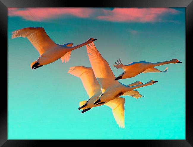  Flying into the sunset Framed Print by Alan Mattison