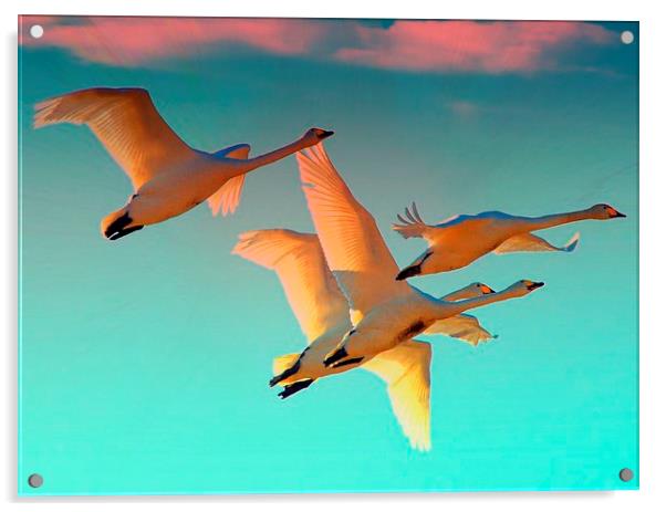  Flying into the sunset Acrylic by Alan Mattison