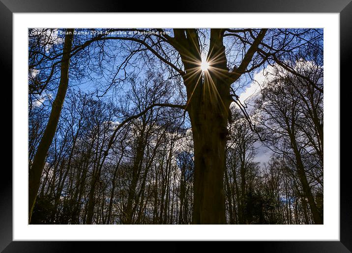  Tree Sparkle Framed Mounted Print by Brian Garner