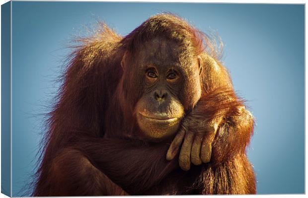  Orangutan Smile Canvas Print by Chris Walker