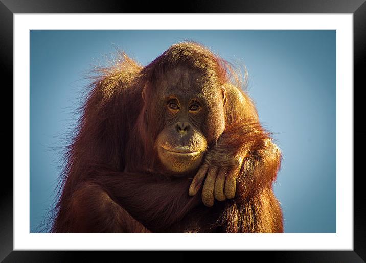  Orangutan Smile Framed Mounted Print by Chris Walker