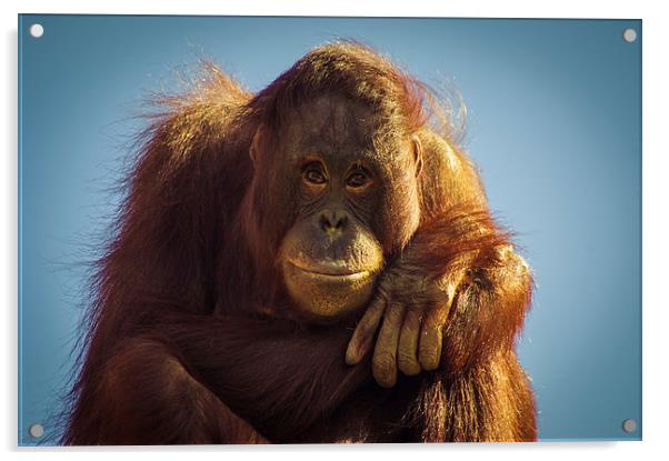  Orangutan Smile Acrylic by Chris Walker