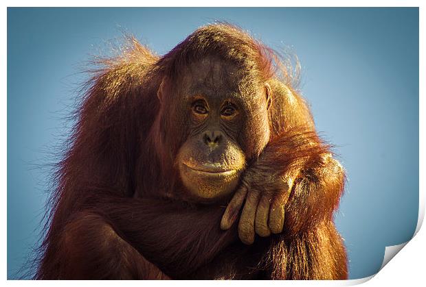  Orangutan Smile Print by Chris Walker