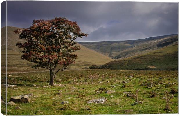  Lonely Tree on Cross Fell Canvas Print by Peter Stuart