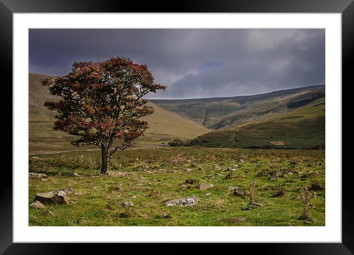  Lonely Tree on Cross Fell Framed Mounted Print by Peter Stuart