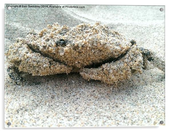  sandy crab Acrylic by Dan Sketchley