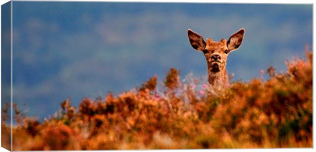 Young Red Deer Canvas Print by Macrae Images