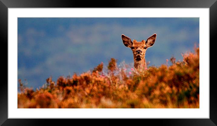  Young Red Deer Framed Mounted Print by Macrae Images