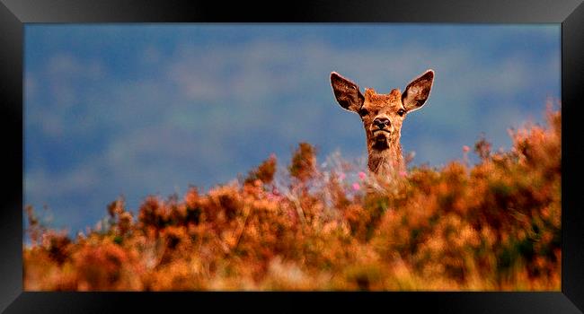  Young Red Deer Framed Print by Macrae Images
