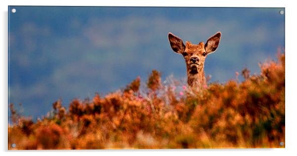  Young Red Deer Acrylic by Macrae Images
