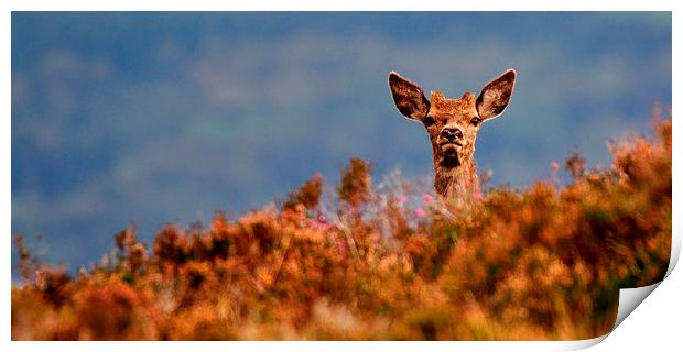  Young Red Deer Print by Macrae Images
