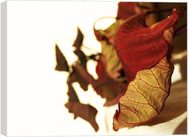 Leaf2 Canvas Print by dave bownds