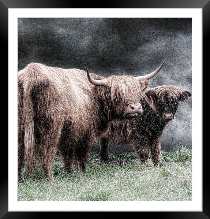 A highland couple Framed Mounted Print by Alan Mattison