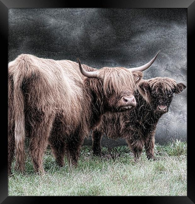  A highland couple Framed Print by Alan Mattison