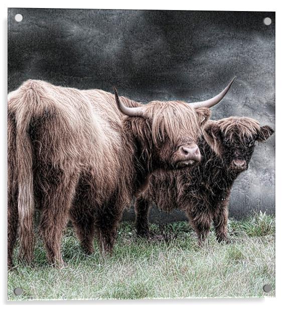  A highland couple Acrylic by Alan Mattison