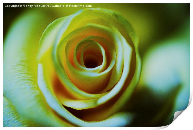  Cream Rose Print by Mandy Rice